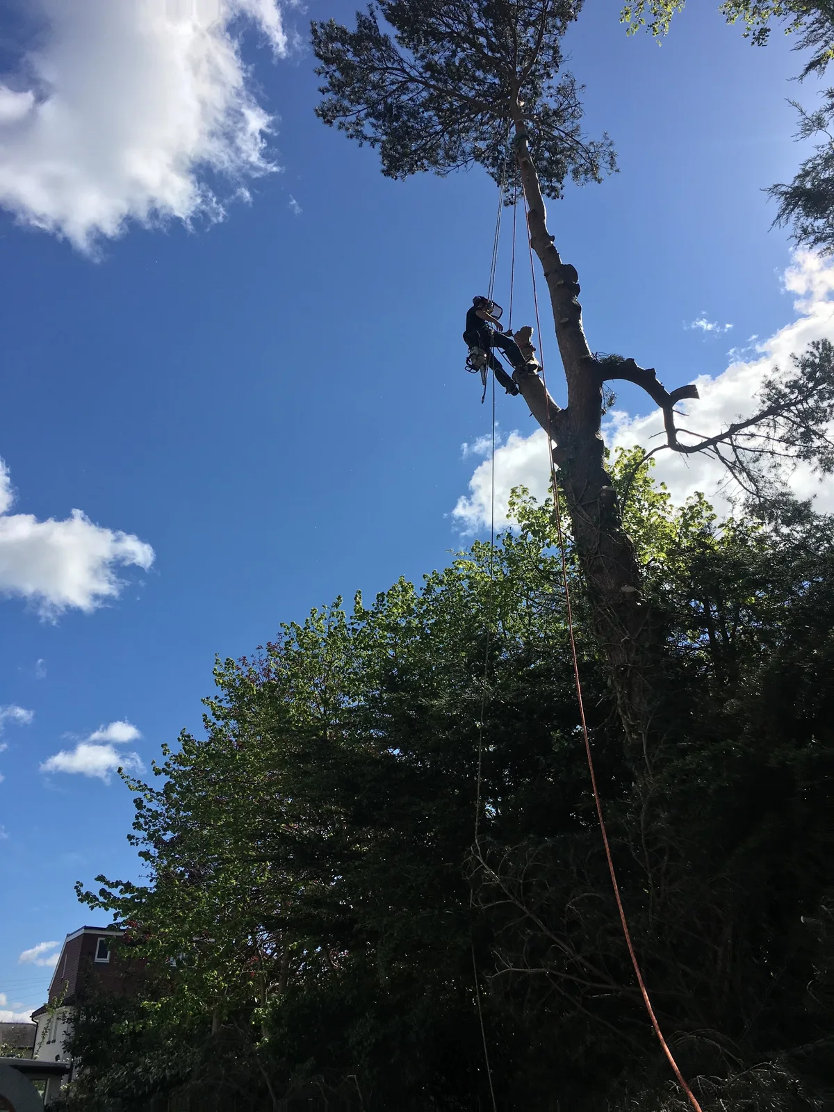 An AKarb climber carrying out tree work high above an Otley garden