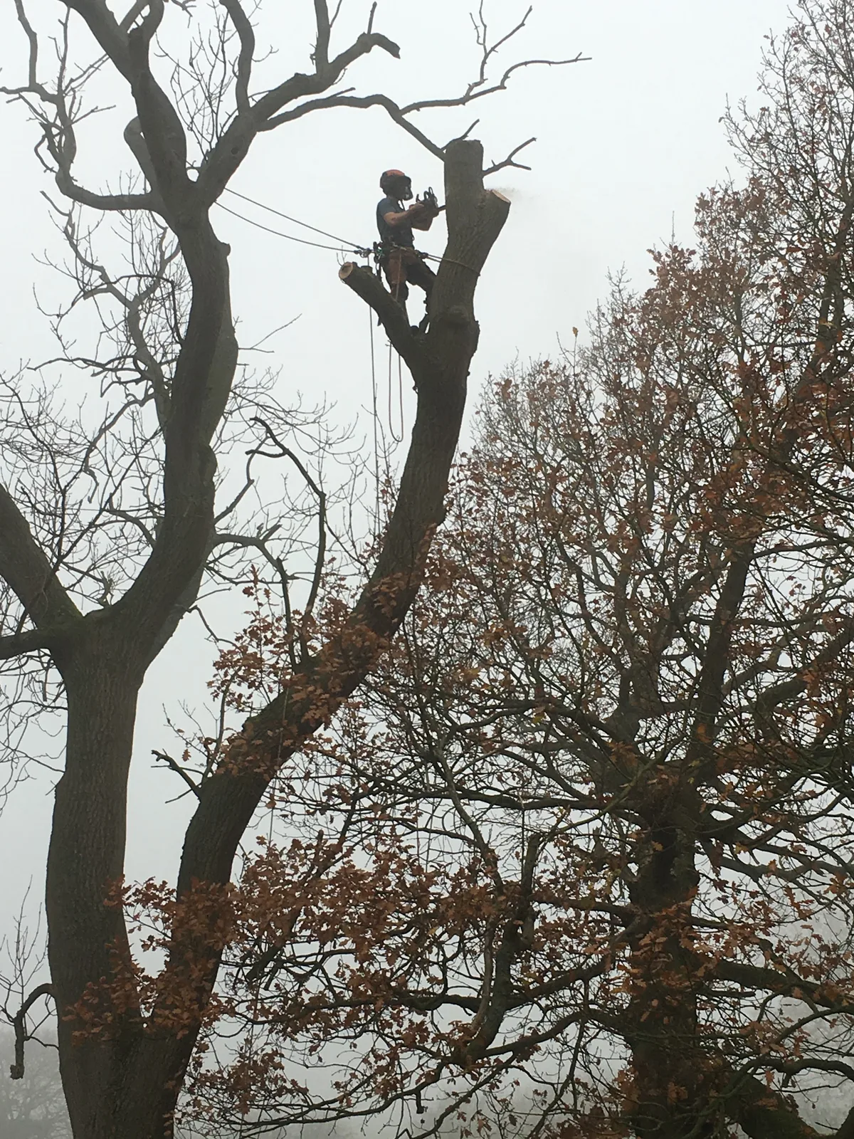 A tree surgeon working on a large bare tree using ropes
