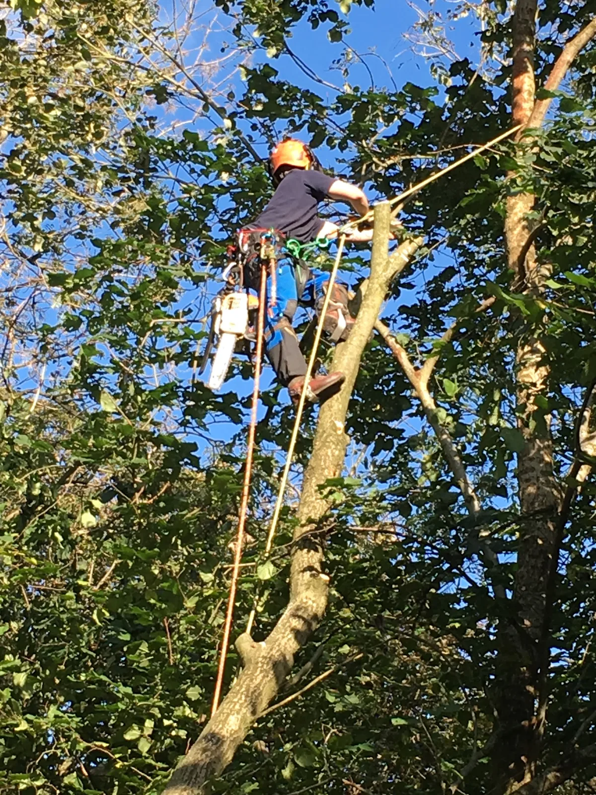 An AKarb team member working among the branches with climbing equipment