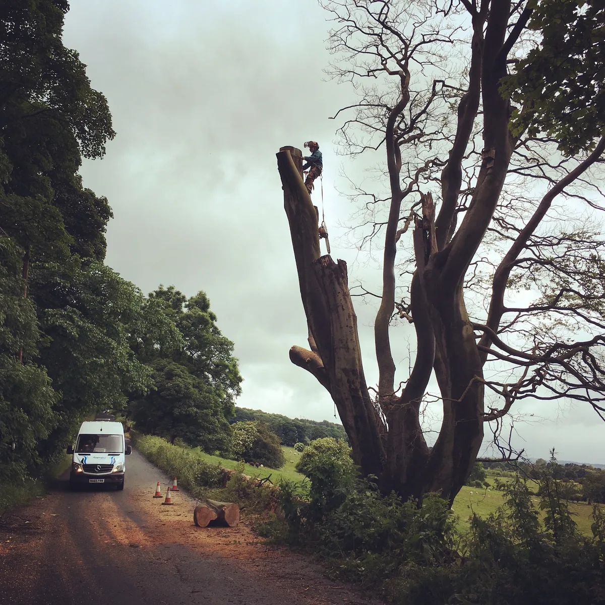 An AKarb tree surgeon removing a large tree beside a country lane