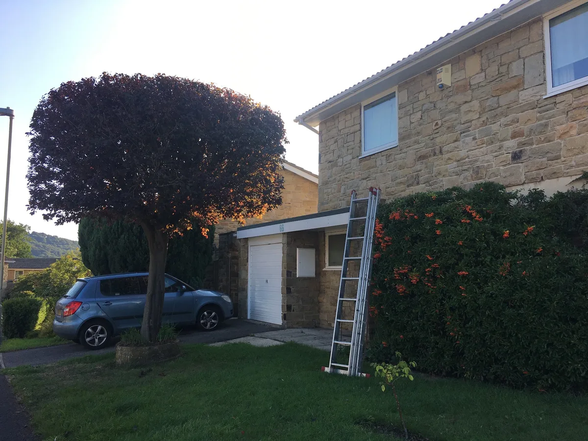 A carefully shaped garden tree and trimmed boundary hedges
